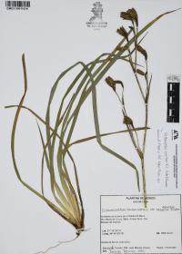 Orthrosanthus exsertus image